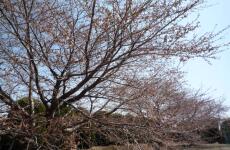 昭和電機の桜